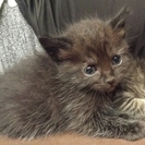 生後２ヶ月の子猫