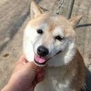 里親様決まりました。ありがとうございました。柴犬５才女の子