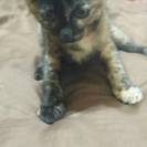 仔猫が生まれました!