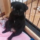 パグちゃん友達募集してます。