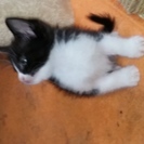 1か月半の子猫です。