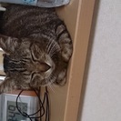1～2歳 メスネコさんです