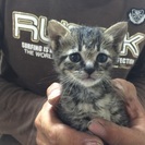 超可愛いメス猫ちゃん