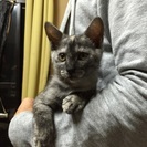 里親様募集しています