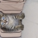もうすぐ2か月になる雄の子猫です。