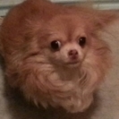 チワワ