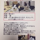 ヒゲくんを大切に飼ってくれる方を探しています