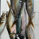 ライトアジ釣り