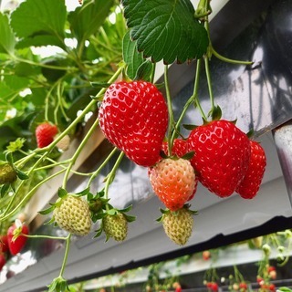 リピーター続出のいちご狩り🍓