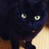 黒猫Q