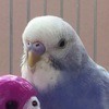 ことりさんのプロフィール画像