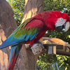コンゴウインコさんのプロフィール画像
