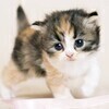 かなたさんのプロフィール画像