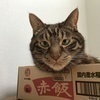 にゃんこ先生さんのプロフィール画像