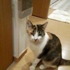 千歳さんのプロフィール画像