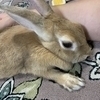 ももさんのプロフィール画像