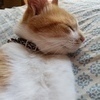 猫どんさんのプロフィール画像
