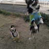 えだま