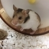 ちゃむちゃむさんのプロフィール画像