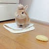 きなこさんのプロフィール画像
