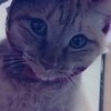 ミヤキャットさんのプロフィール画像