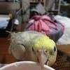 ひなことり