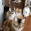 nanakoさんのプロフィール画像