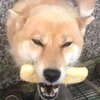 にょんさんのプロフィール画像
