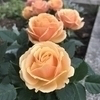 ぷにぷににさんのプロフィール画像
