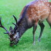 deerさんのプロフィール画像