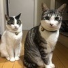 おってさんのプロフィール画像
