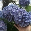 Dcaureusさんのプロフィール画像