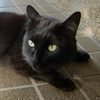 くろねこやさんのプロフィール画像