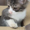 猫好きさんのプロフィール画像
