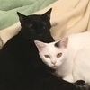 おこげ