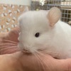 えんじぇるずさんのプロフィール画像