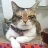 はるちょこさんのプロフィール画像