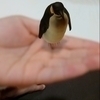 めぐさんのプロフィール画像