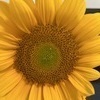 にゃ〜さんのプロフィール画像