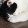 猫森♪プロフ確認!さんのプロフィール画像