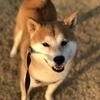 cheeさんのプロフィール画像