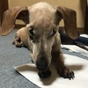 湘南しらす茶漬け。さんのプロフィール画像