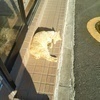 chaimanさんのプロフィール画像