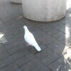 白鳩さんのプロフィール画像