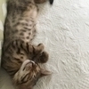 nollyesさんのプロフィール画像