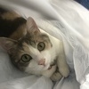 チロルさんのプロフィール画像