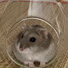 山本