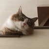 Nanaさんのプロフィール画像