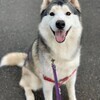 ぱんださんのプロフィール画像