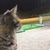 猫が好きさんのプロフィール画像